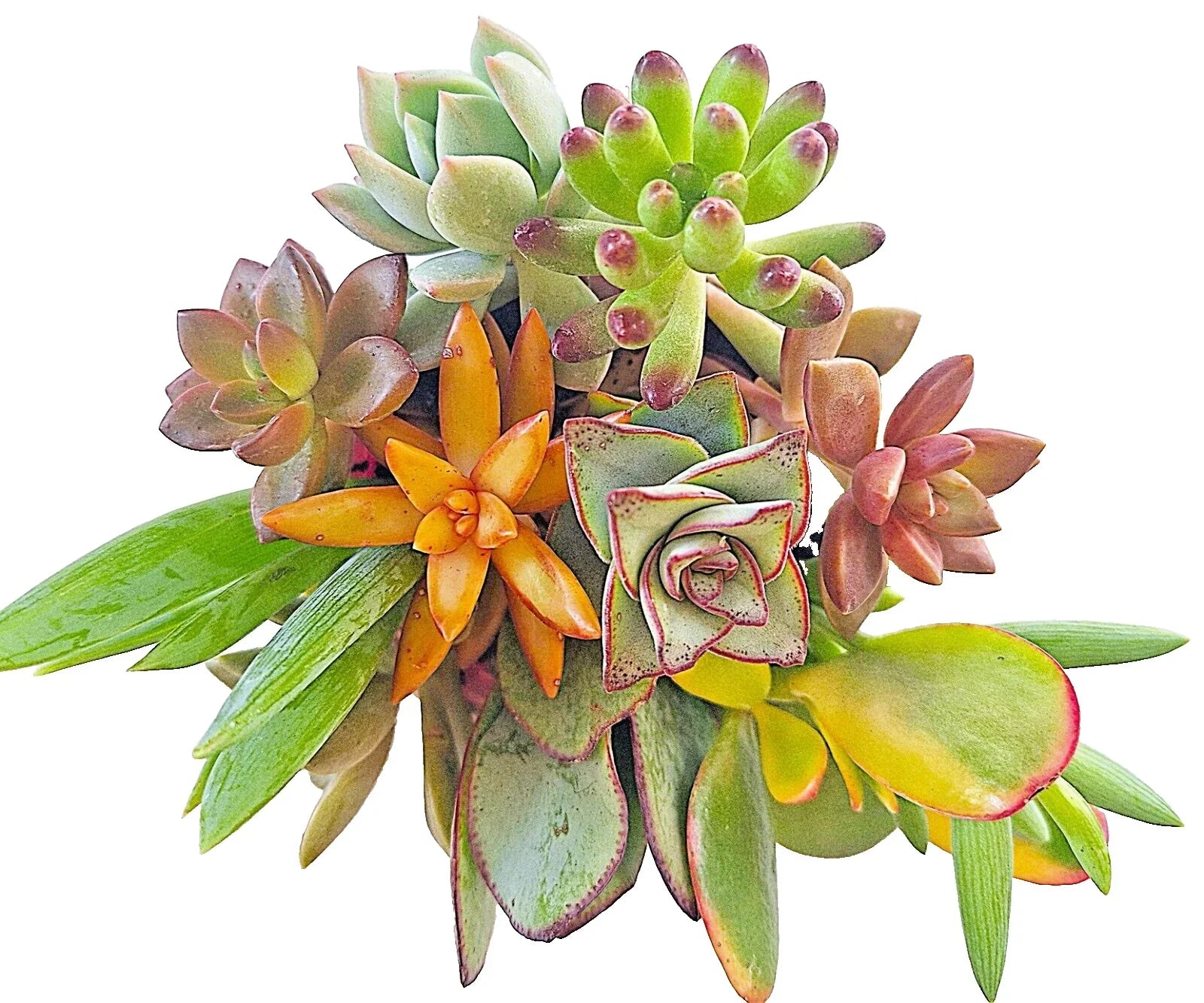 Large 4-6" Succulent Cuttings Set – 10 Easy Root Varieties for Indoor Garden & Decor