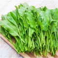 Large Leaf Sorrel Seeds - Organic Rumex acetosa for Garden Beds, Containers, Patio, 2000+ Non-GMO Summer & Winter Growing