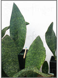 Sansevieria Masoniana Plant | Mason's Congo Paddle | Indoor Leaf & Roots | Low-Light, Air-Purifying Houseplant
