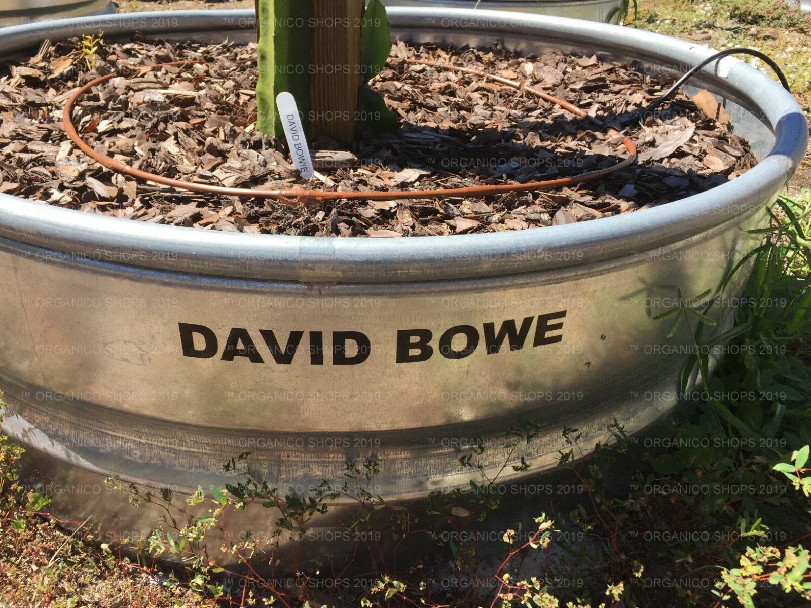 Dragon Fruit Cutting - David Bowe Variety - Hylocereus undatus - Climbing Cactus for Indoor & Outdoor Gardening