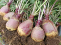 Laurentian Rutabaga Seeds – Non-GMO Organic Brassica napus for Garden Planting, 500+ Pack, USA Grown