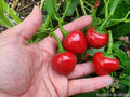 Red Cherry Sweet Pepper Seeds - 25+ Pack, Capsicum annuum, Juicy, Sweet Peppers for Garden or Container Planting