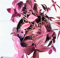 Dark Red Zebrina Wandering Jew Cuttings - Tradescantia zebrina Indoor Houseplant, Easy Care, 2" or 4" Pot