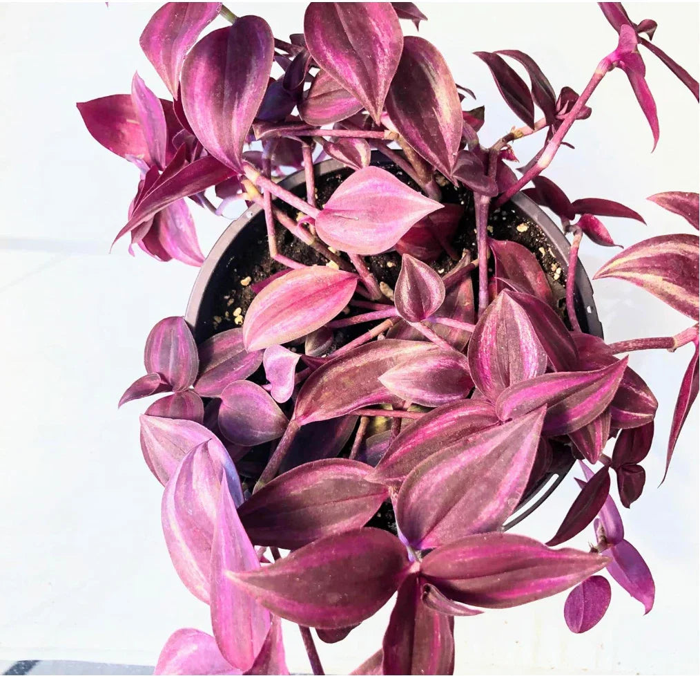Dark Red Zebrina Wandering Jew Cuttings - Tradescantia zebrina Indoor Houseplant, Easy Care, 2" or 4" Pot