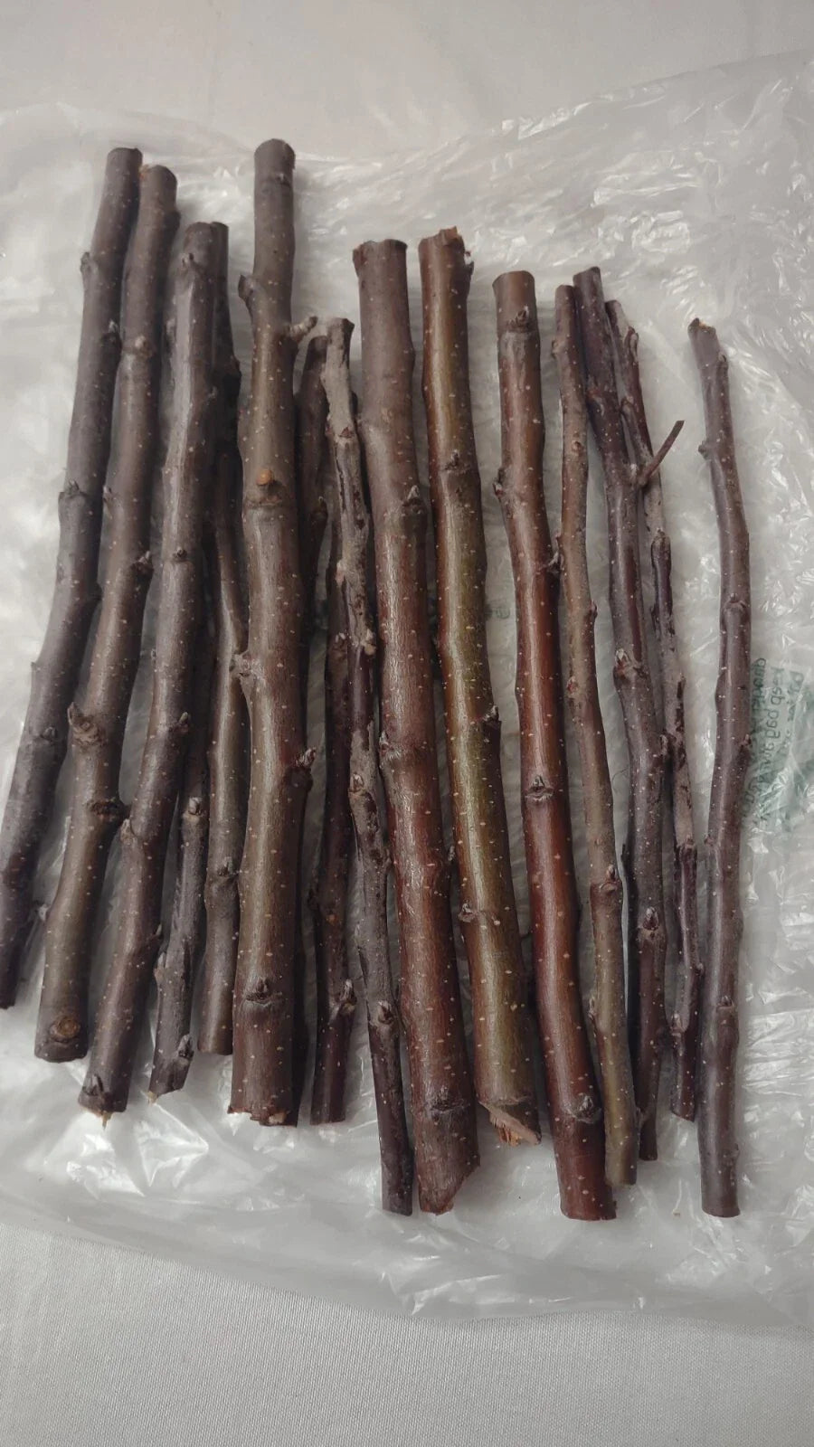 Golden Delicious Apple Tree Scions - 6 Organic Grafting Cuttings - Malus domestica