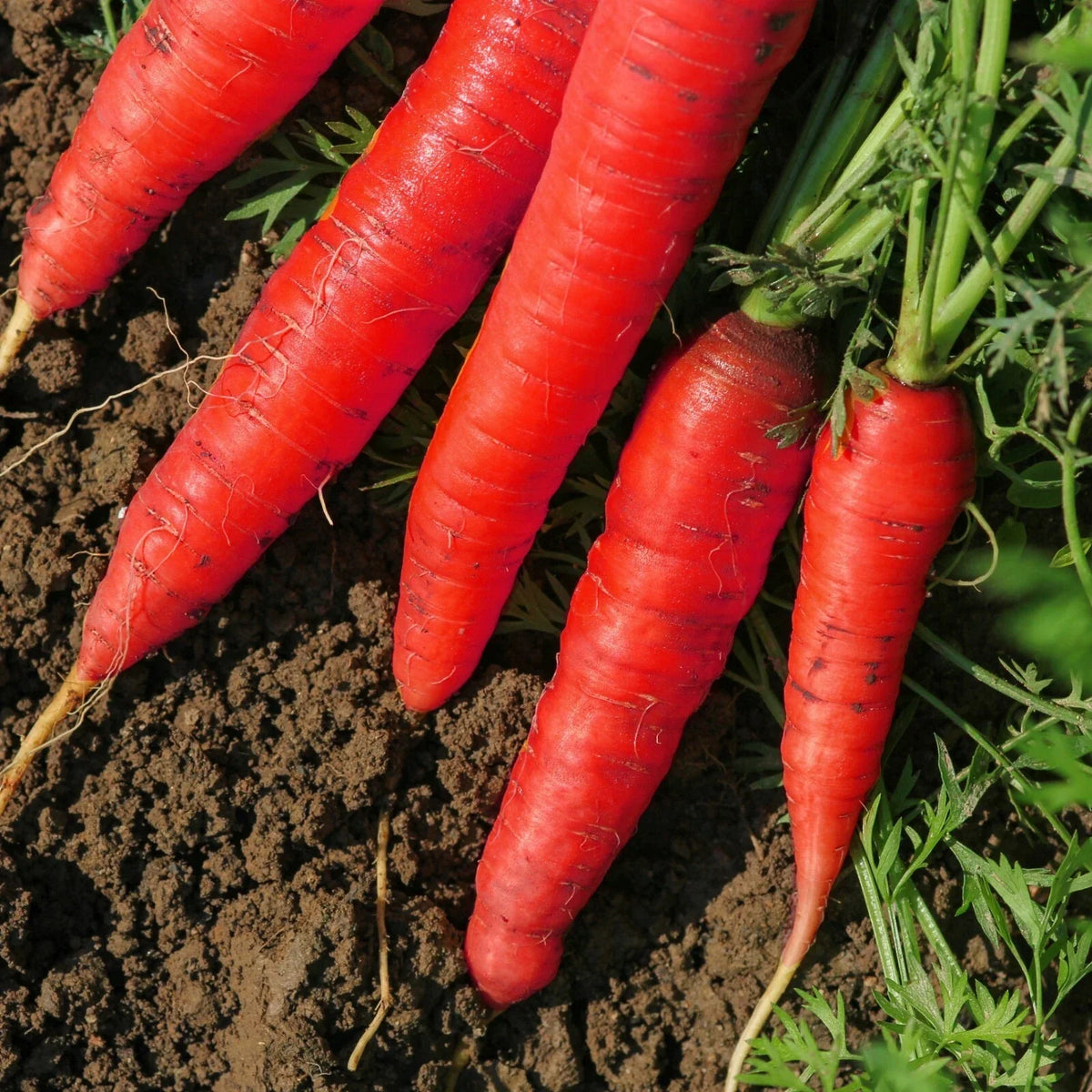 Atomic Red Carrot Seeds - Non-GMO, Lycopene Rich, Daucus carota, Vibrant Red Color, Full Sun, Easy to Grow