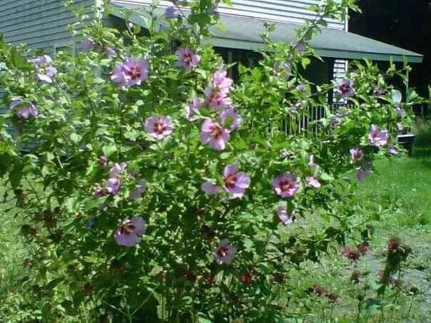 Organic Live Rose of Sharon Hibiscus Plants - 10 Count Transplant Starter Bush Hibiscus syriacus