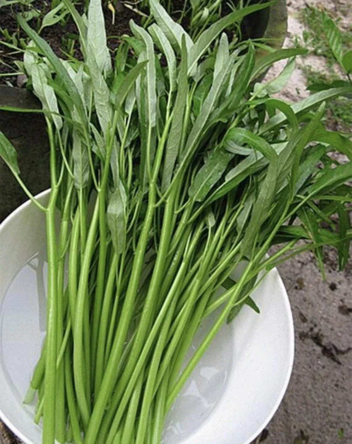 Thai Water Spinach Seeds - Ong Choy Kangkong Ipomoea aquatica, 50+ Seeds for Home Garden & Container Planting