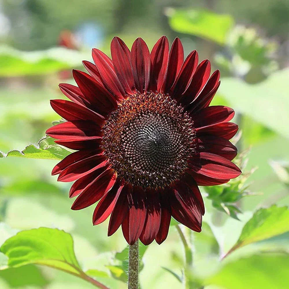 Cherry Chocolate Sunflower Seeds - Heirloom Non-GMO Pack of 50, Helianthus annuus, Deep Maroon Petals, Chocolate Center, Full Sun