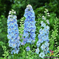 Delphinium Seeds - Light Blue White Variety - 200+ Non-GMO Seeds for Borders and Cut Flowers - Delphinium elatum