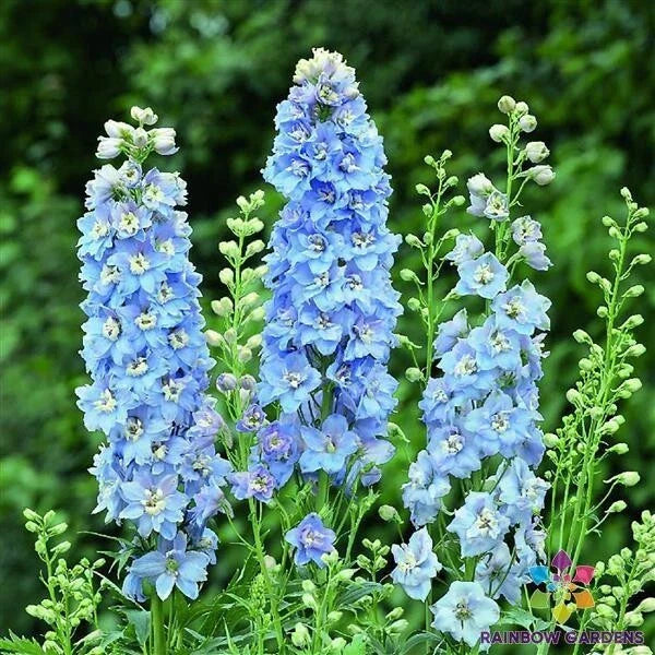 Delphinium Seeds - Light Blue White Variety - 200+ Non-GMO Seeds for Borders and Cut Flowers - Delphinium elatum
