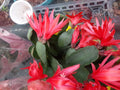 Red Easter Cactus Cutting for Propagation - Schlumbergera truncata Succulent Plant
