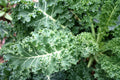 Blue Curled Scotch Kale Seeds – Brassica oleracea var. sabellica – Non-GMO, High Germination, Edible Greens, Pack of Seeds