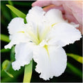 Iris Waihi Wedding Plants - 3 Fans, True White Flowers with Green Veining, Iris germanica, Perennial Garden Flower