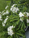 Bridal Bouquet Plumeria Cuttings - 4 Fresh Frangipani Cuttings 6-8” - Fast-Growing Plumeria rubra for Gardens & Bouquets