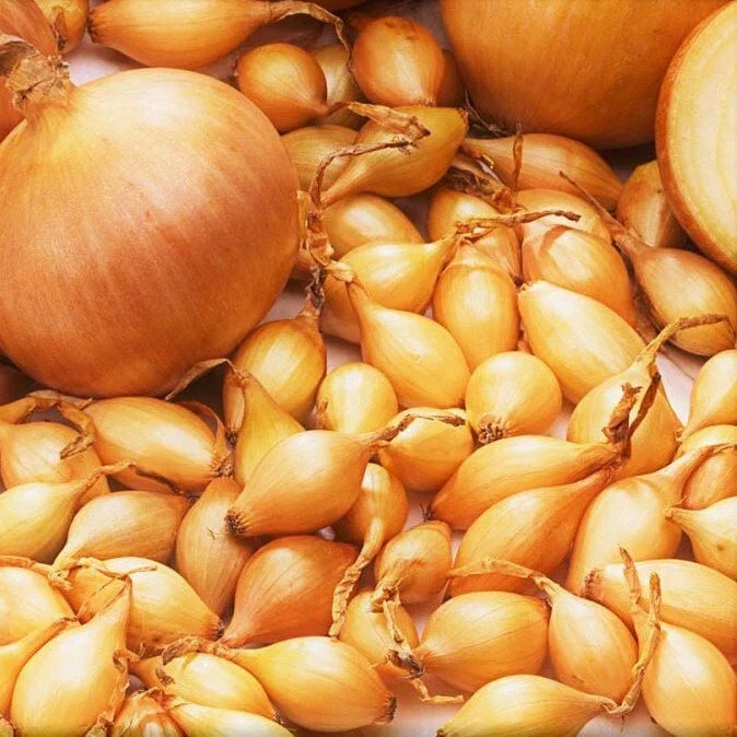 Yellow Spanish Globe Onion Sets - Long Day Bulb Seed - Allium cepa - 10 Bulbs for Gardening, Culinary, Salad, Cooking