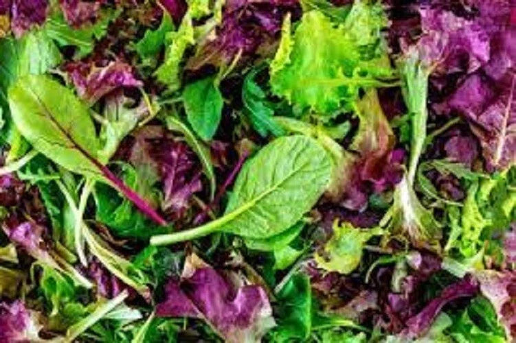 Organic Heirloom Mesclun Lettuce Seeds - Gourmet Salad Greens Mix, Lactuca sativa, Non-GMO, Easy Grow, 200 Seeds