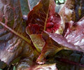 Red Romaine Lettuce Seeds – Non-GMO, Organic, Heirloom, Lactuca sativa, 500+ Seeds for Home Gardening