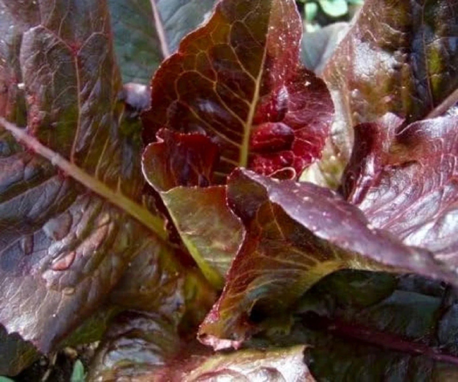 Red Romaine Lettuce Seeds – Non-GMO, Organic, Heirloom, Lactuca sativa, 500+ Seeds for Home Gardening