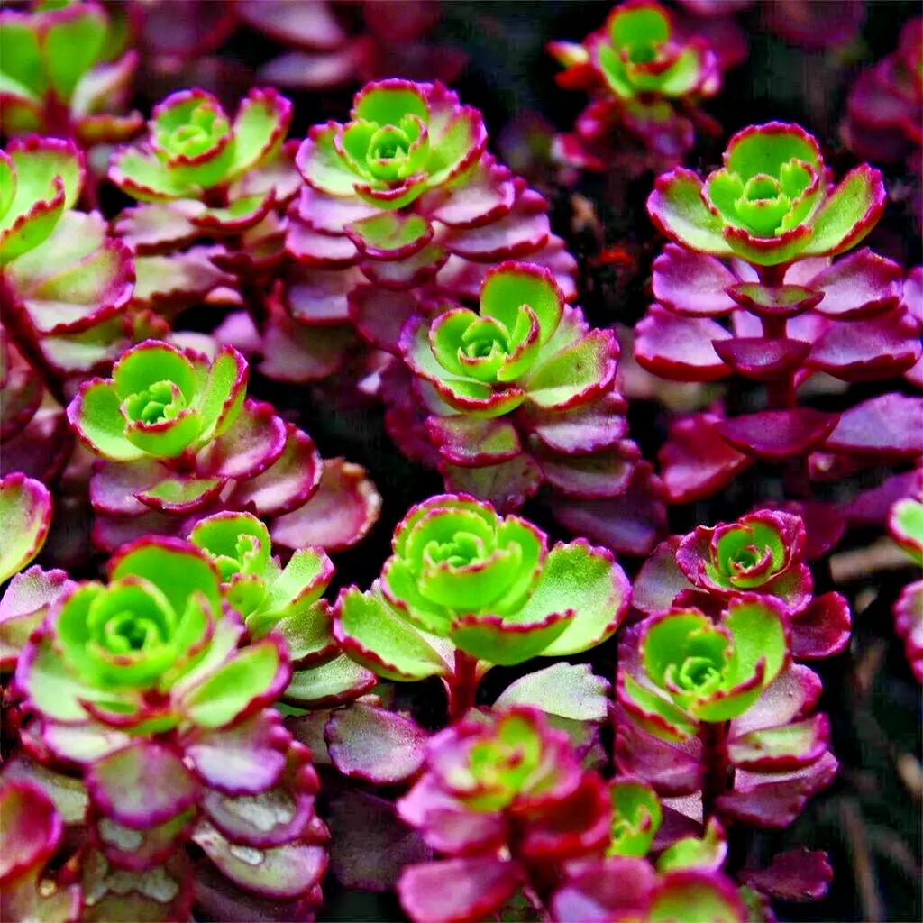 Sedum Red Carpet Bare Root Succulents - Hardy Drought Tolerant Stonecrop for Rock Gardens, Cold Resistant, Clumping Growth