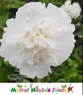 Hollyhock Seeds - Dwarf Majorette Double White - Non-GMO Alcea rosea Garden Flowers - 50 Seeds