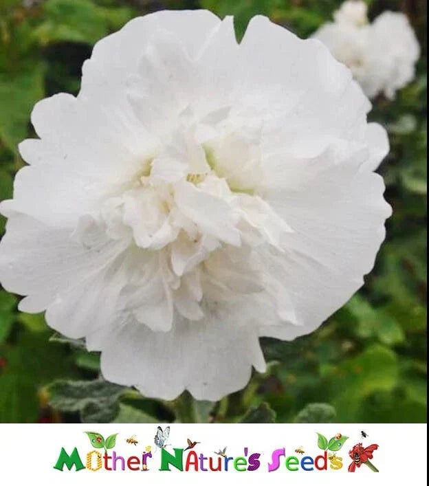 Hollyhock Seeds - Dwarf Majorette Double White - Non-GMO Alcea rosea Garden Flowers - 50 Seeds