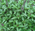 Thai Basil Seeds 300+ Pack Non-GMO Culinary Herb for Cooking Ocimum basilicum var. thyrsiflora