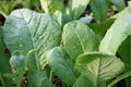 Mustard Greens Seeds, Tendergreen Heirloom, Non-GMO Brassica juncea, 100 Seeds, Leafy Green, Fast-Germinating Vegetable