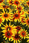 Gloriosa Daisy Seeds 1000 Pack – Rudbeckia Hirta Organic Flower Seeds for Garden, Pollinator Attracting, Non-GMO, USA Grown