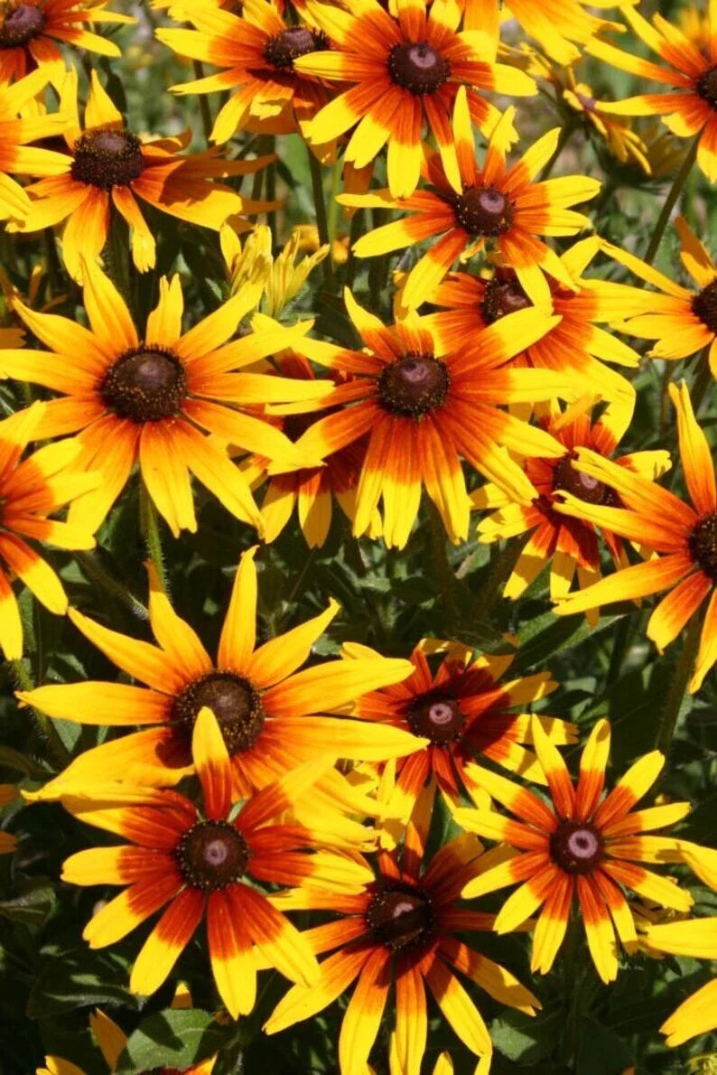 Gloriosa Daisy Seeds 1000 Pack – Rudbeckia Hirta Organic Flower Seeds for Garden, Pollinator Attracting, Non-GMO, USA Grown