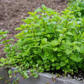 Orange Mint Plant Plug – Live Mentha × piperita citrata Starter for Tea and Culinary Use