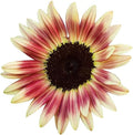 Strawberry Blonde Sunflower Seeds 20 Pack Pink Yellow Helianthus annuus Garden Flowers Pollinator-Friendly