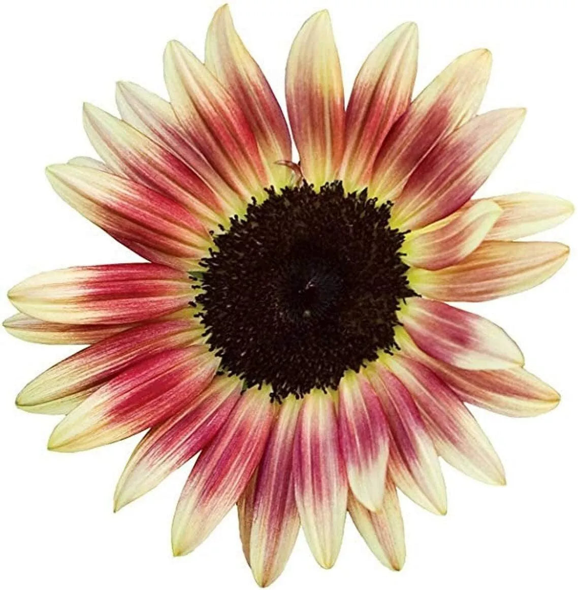 Strawberry Blonde Sunflower Seeds 20 Pack Pink Yellow Helianthus annuus Garden Flowers Pollinator-Friendly