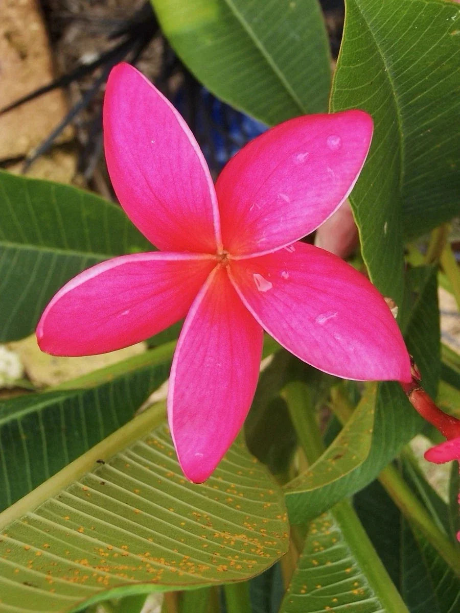 Fresh Exotic Pink Plumeria Cuttings 10-12 Inches - Plumeria rubra for Propagation