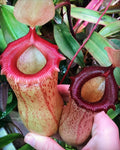 Rooted Nepenthes ventricosa x sibuyanensis HC Pitcher Plant Cutting - Carnivorous Plant for Terrariums