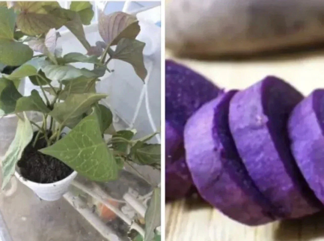 Rooted Purple Sweet Potato Plants 5 Pack | Ipomoea batatas Live Plants