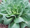Collard Greens Seeds - 500 Pack, Georgia Southern Heirloom, Non-GMO Vegetable Garden Seeds, Brassica oleracea var. viridis