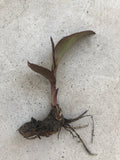 Canna Edulis Ker Gawl Bare Root Bulb – Tropical Perennial Plant for Garden, Colorful Foliage, Pollinator Attractant