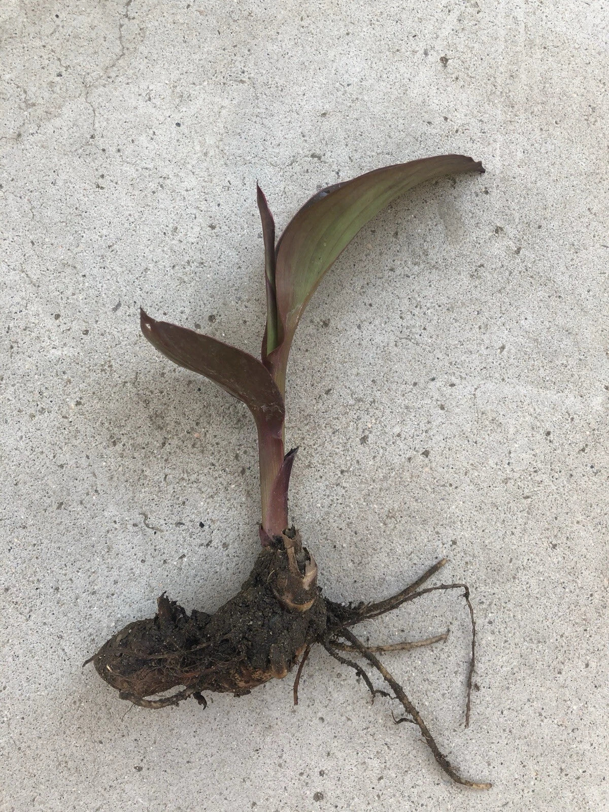 Canna Edulis Ker Gawl Bare Root Bulb – Tropical Perennial Plant for Garden, Colorful Foliage, Pollinator Attractant