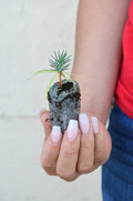 Pinyon Pine Starter Plugs | Pinus edulis | Drought-Tolerant Evergreen Tree for Landscaping & Xeriscaping