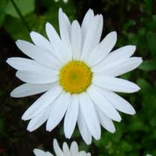 Shasta Daisy Seeds - 100 Heirloom Perennial Garden Flower Seeds Chrysanthemum Maximum
