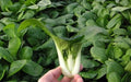 Pak Choi Seeds - Organic Dwarf White Stem Brassica rapa - Heirloom, Non-GMO, 1000+ Seeds for Home Gardening