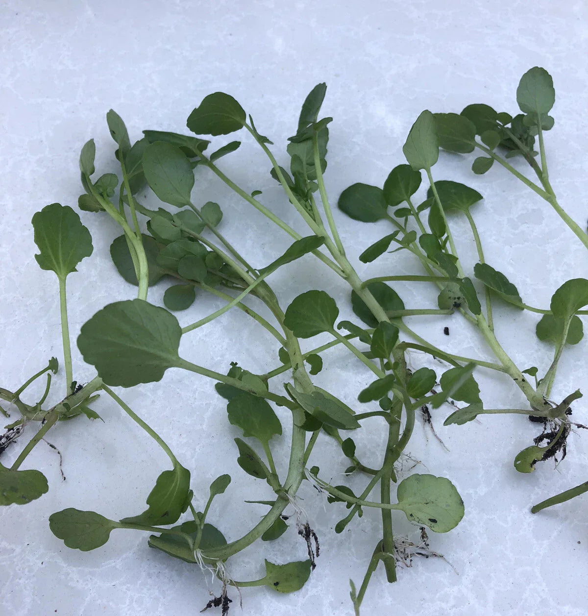 Fresh Watercress Plants with Roots - Live Nasturtium officinale for Gardening and Hydroponics