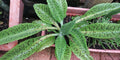 Donkey Ears Succulent Plant - Potted Kalanchoe gastoniae with Unique Foliage, Drought Tolerant Indoor Houseplant