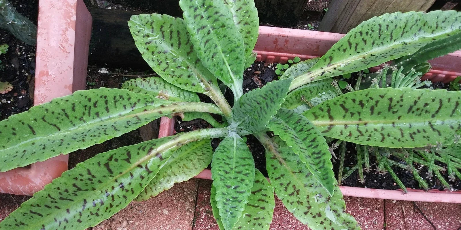 Donkey Ears Succulent Plant - Potted Kalanchoe gastoniae with Unique Foliage, Drought Tolerant Indoor Houseplant