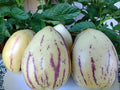 Organic Pepino Melon Plant - Solanum muricatum - Golden Sweet Ginseng Fruit - Live Fruit Plant for Garden or Container