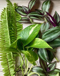 Rooted Plant Cuttings - 15 Assorted Varieties for Propagation, Indoor & Outdoor Gardening, Easy to Grow, Mixed Species