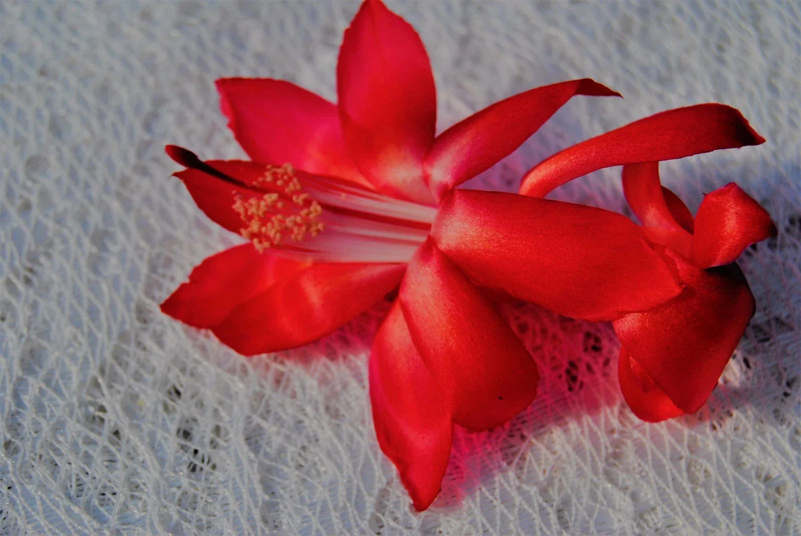 Christmas Cactus Starter Plant - Big Red Schlumbergera Truncata Indoor Houseplant, Easy Care, Holiday Flowering