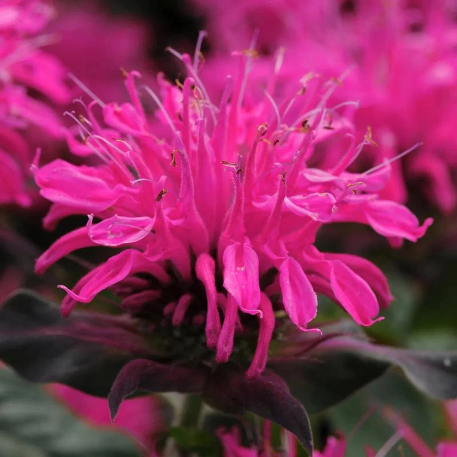 Rose Bee Balm Seeds - 100 Pack, Hummingbird & Pollinator Attracting, Monarda didyma, Perennial Flower Seeds for Garden Beds & Borders
