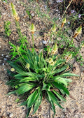 Organic English Plantain Seeds - Plantago Lanceolata Medicinal Herb for Herbal Remedies & Gardening